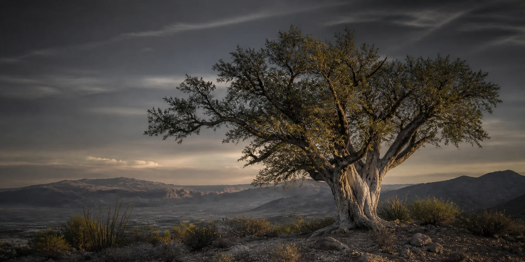 A mature desert ironwood tree beneath a wide sky